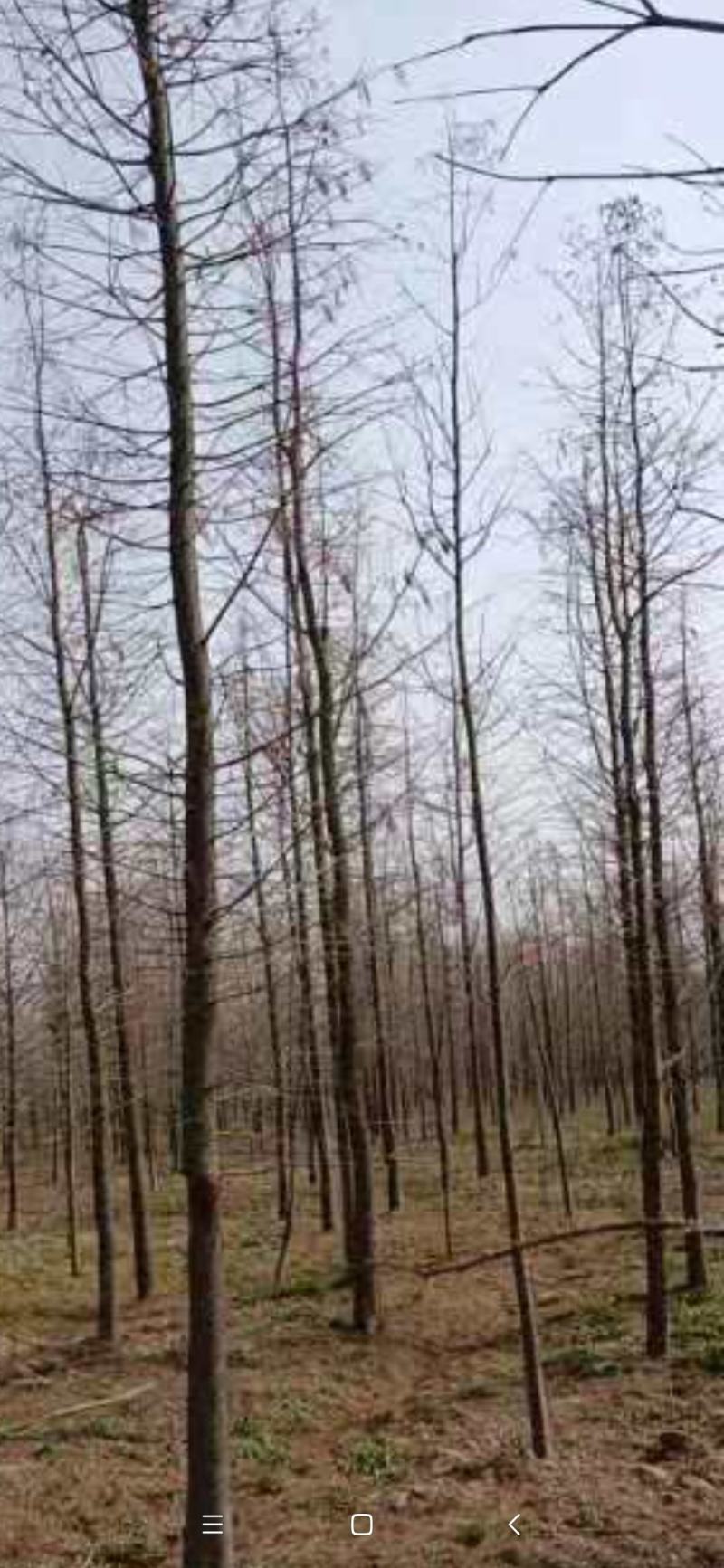 中山杉，墨西哥落羽杉，池杉，水杉，柳杉面积3000亩