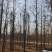 中山杉，墨西哥落羽杉，池杉，水杉，柳杉面积3000亩