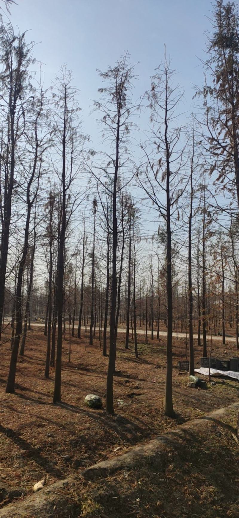 中山杉，墨西哥落羽杉，池杉，水杉，柳杉面积3000亩