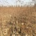 中山杉，墨西哥落羽杉，池杉，水杉，柳杉面积3000亩