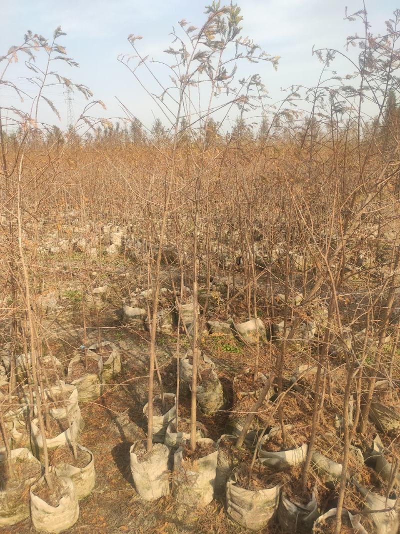 中山杉，墨西哥落羽杉，池杉，水杉，柳杉面积3000亩