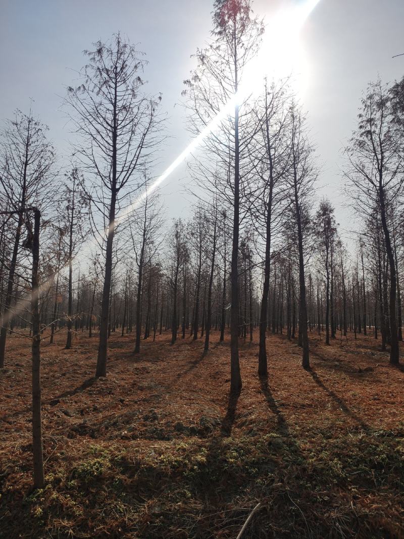中山杉，墨西哥落羽杉，池杉，水杉，柳杉面积3000亩