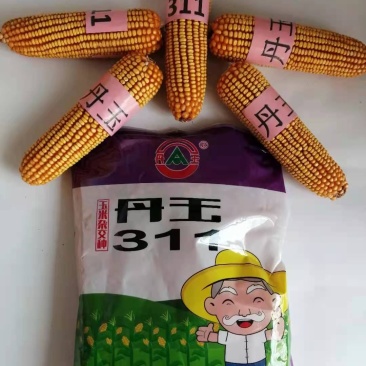 丹玉311玉米种8000粒厂家正品高产品种包邮