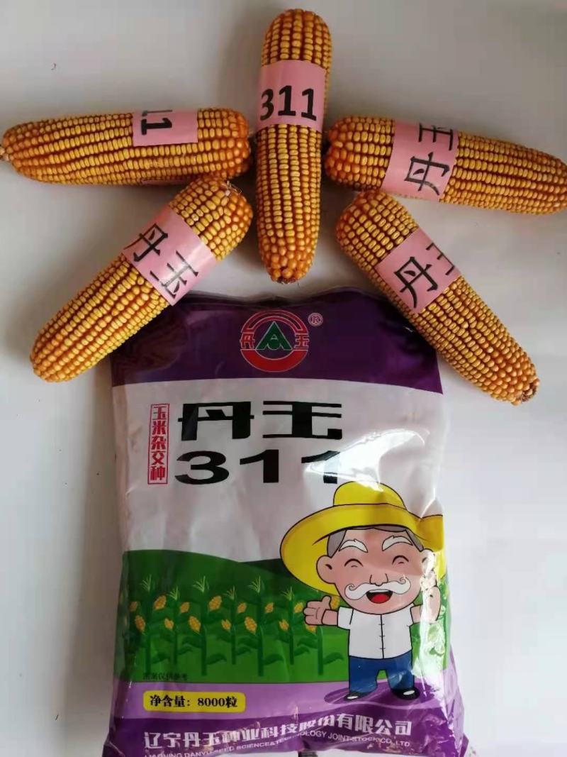 丹玉311玉米种8000粒厂家正品高产品种包邮