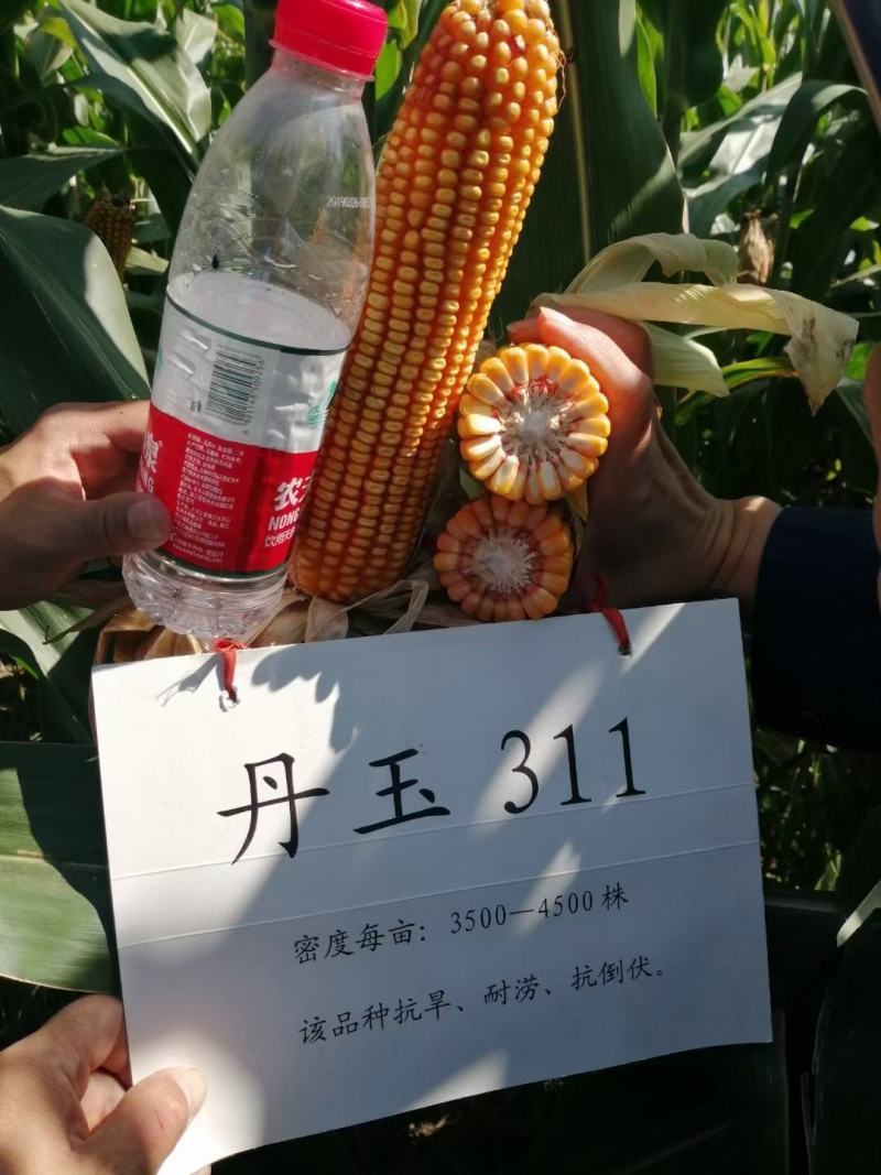 丹玉311玉米种8000粒厂家正品高产品种包邮