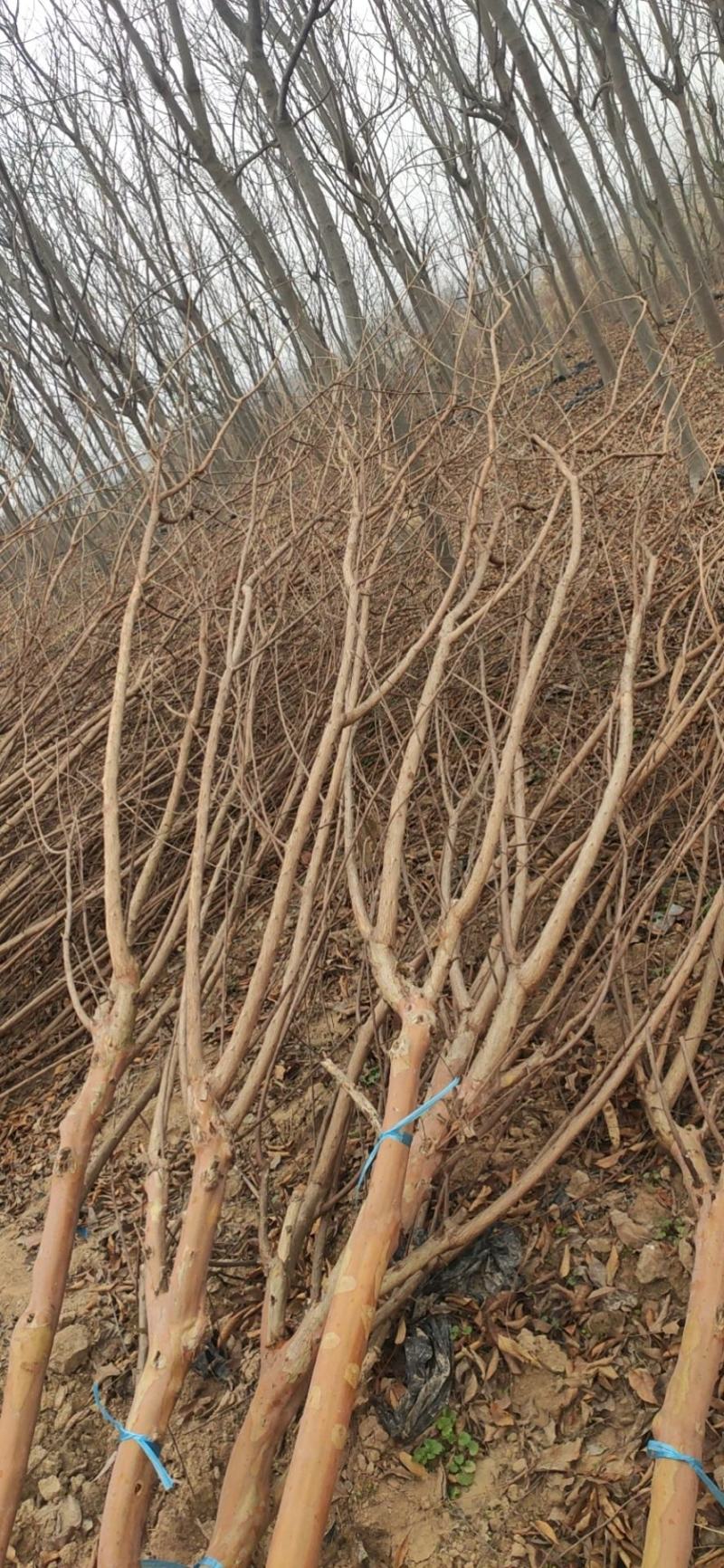 紫薇，紫薇树苗，紫薇树苗圃种植500亩，4公分到15公分