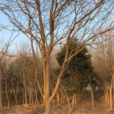 紫薇，紫薇树苗，紫薇树苗圃种植500亩，4公分到15公分