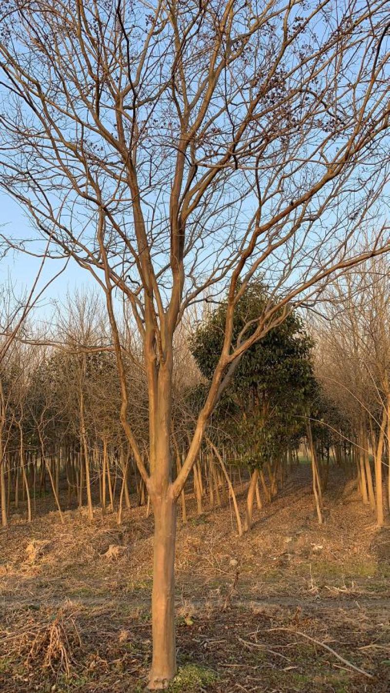 紫薇，紫薇树苗，紫薇树苗圃种植500亩，4公分到15公分