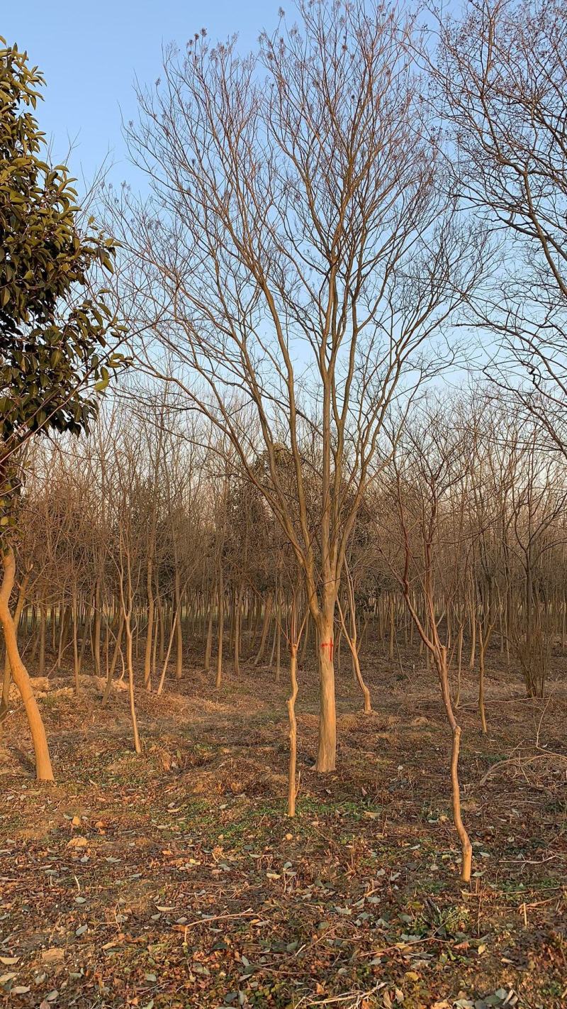 紫薇，紫薇树苗，紫薇树苗圃种植500亩，4公分到15公分