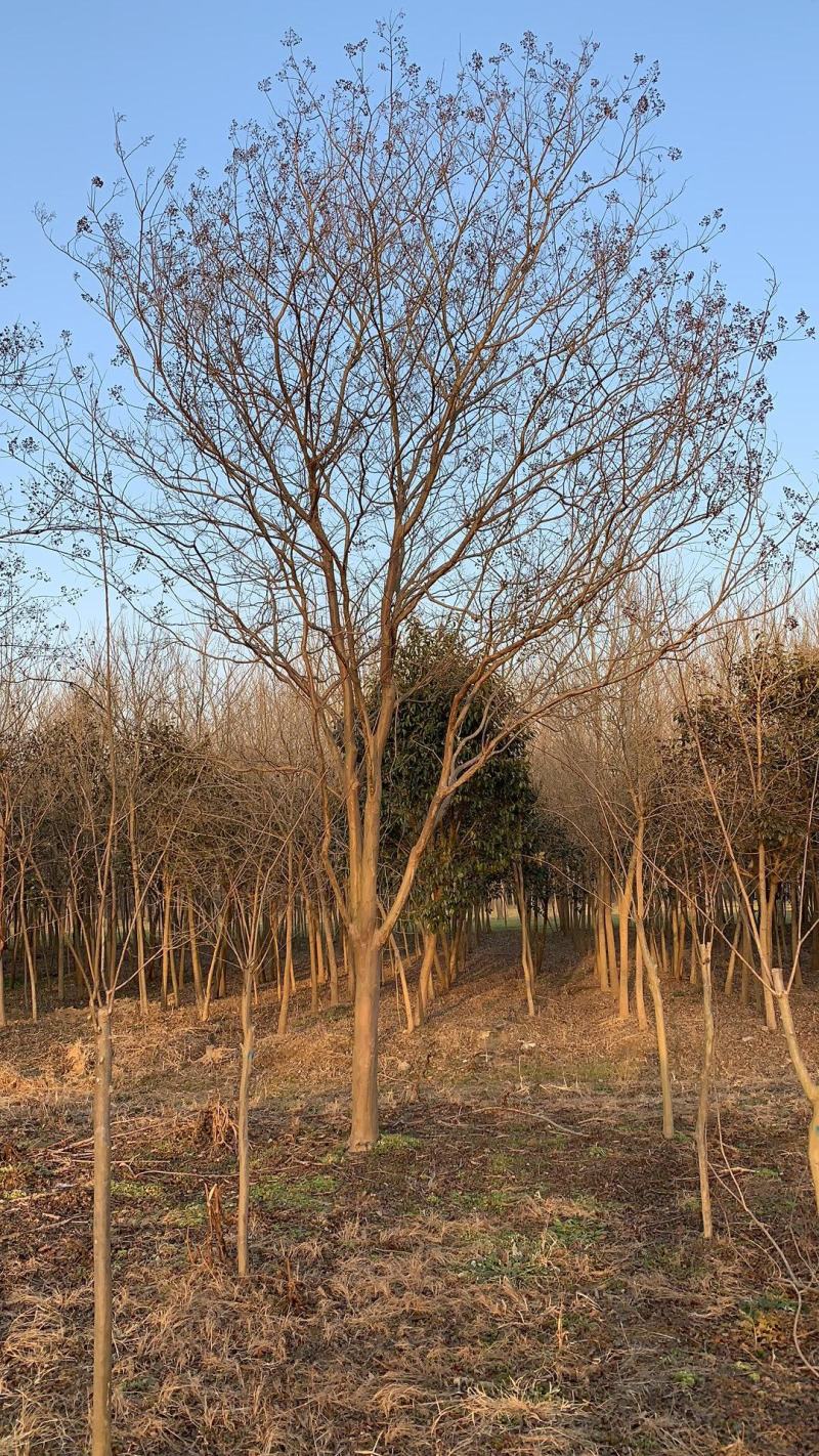 紫薇，紫薇树苗，紫薇树苗圃种植500亩，4公分到15公分