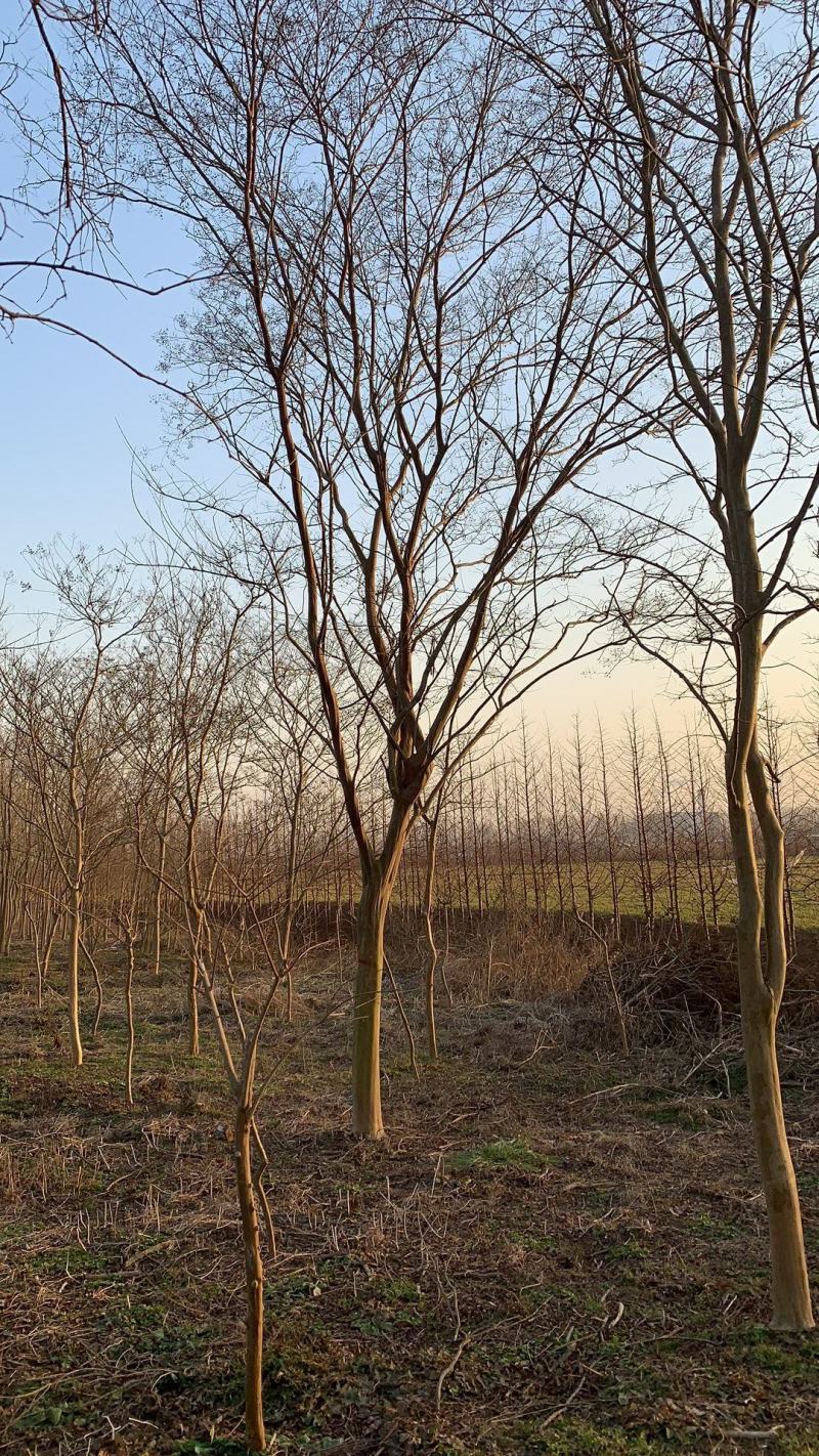 紫薇，紫薇树苗，紫薇树苗圃种植500亩，4公分到15公分