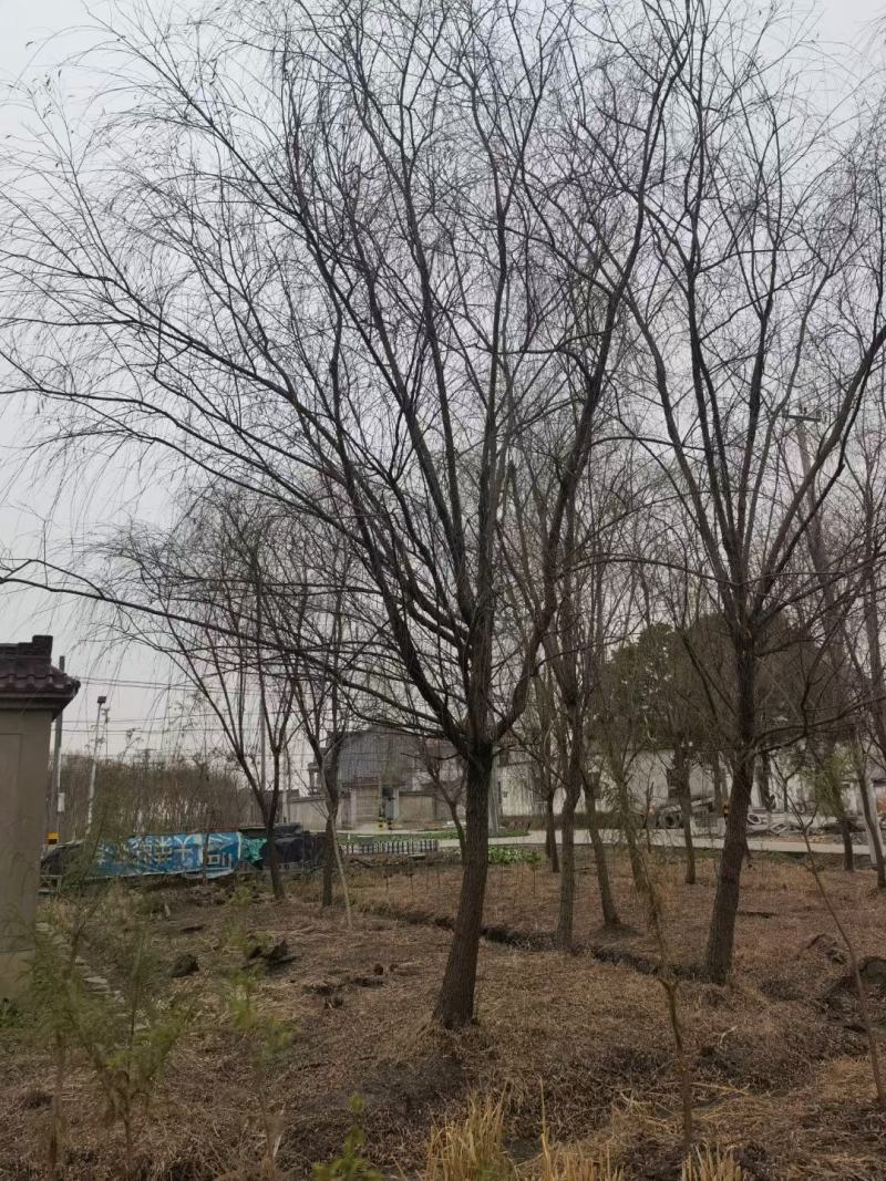 垂柳，江苏垂柳，盐城垂柳是我们主要产区，规格全