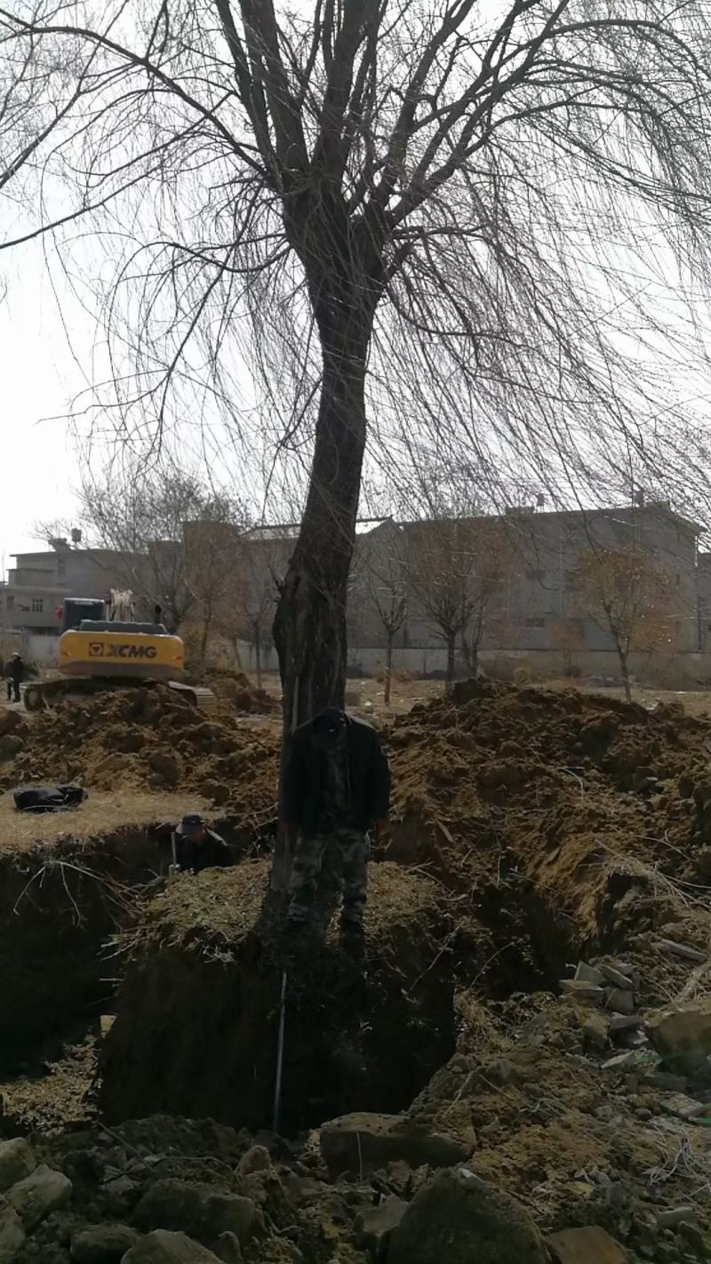 垂柳，江苏垂柳，盐城垂柳是我们主要产区，规格全