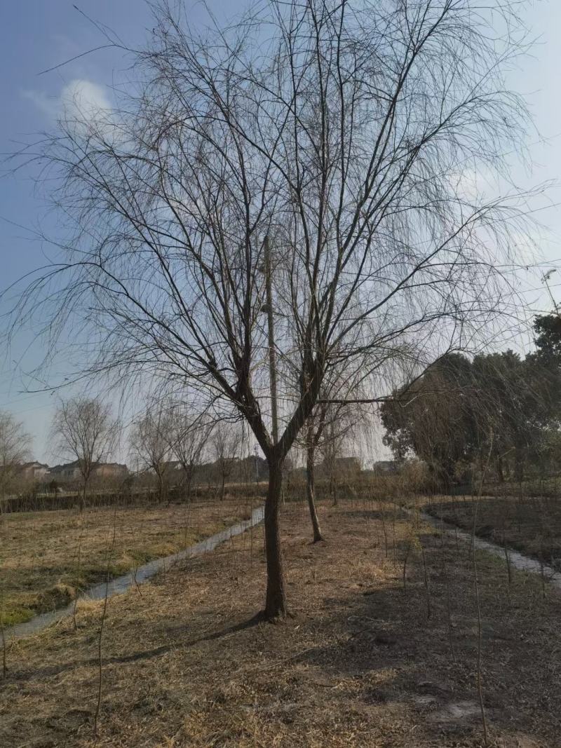 垂柳，江苏垂柳，盐城垂柳是我们主要产区，规格全