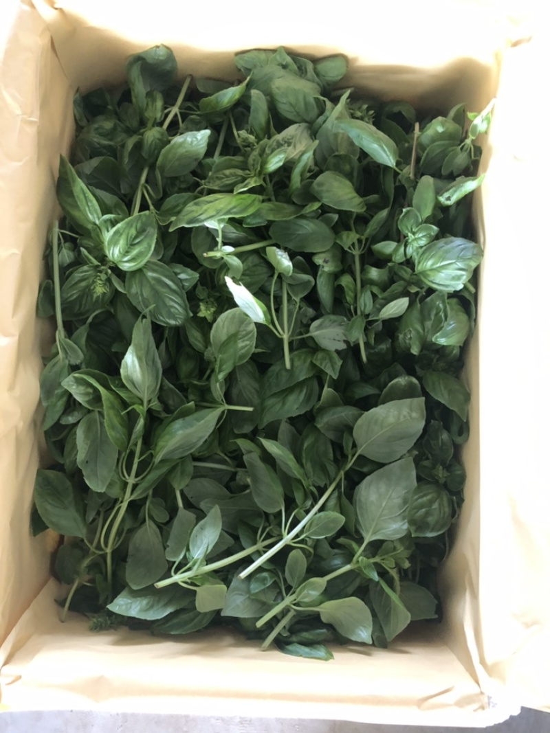 2025年基地直供罗勒叶，九层塔，欧芹，芝麻菜，薄荷叶
