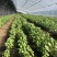 2025年基地直供罗勒叶，九层塔，欧芹，芝麻菜，薄荷叶