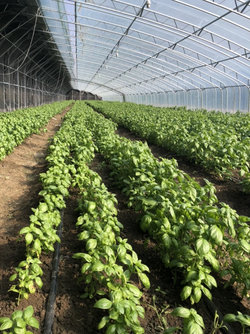2025年基地直供罗勒叶，九层塔，欧芹，芝麻菜，薄荷叶