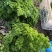 2025年基地直供罗勒叶，九层塔，欧芹，芝麻菜，薄荷叶