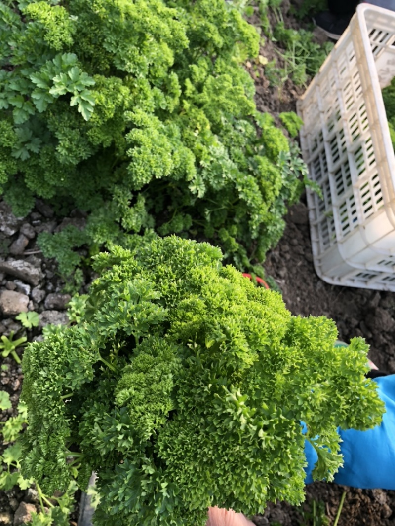 2025年基地直供罗勒叶，九层塔，欧芹，芝麻菜，薄荷叶