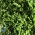 2025年基地直供罗勒叶，九层塔，欧芹，芝麻菜，薄荷叶