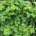2025年基地直供罗勒叶，九层塔，欧芹，芝麻菜，薄荷叶