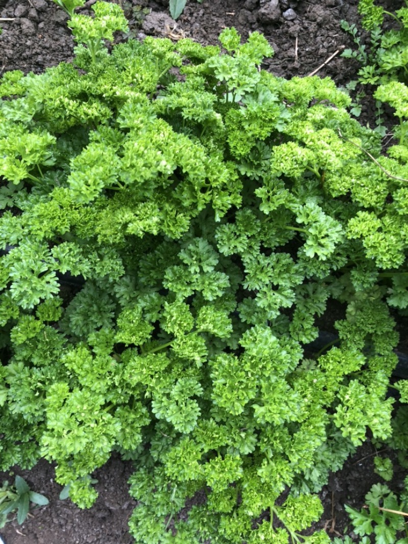 2025年基地直供罗勒叶，九层塔，欧芹，芝麻菜，薄荷叶