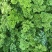 2025年基地直供罗勒叶，九层塔，欧芹，芝麻菜，薄荷叶