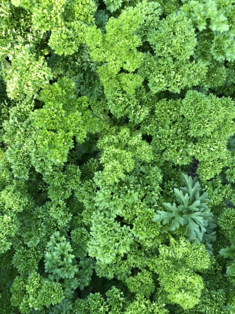 2025年基地直供罗勒叶，九层塔，欧芹，芝麻菜，薄荷叶
