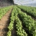 2025年基地直供罗勒叶，九层塔，欧芹，芝麻菜，薄荷叶