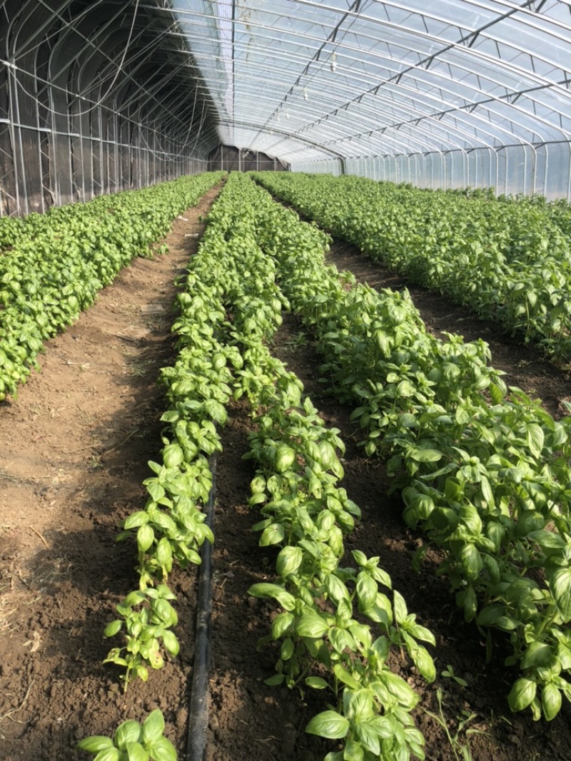 2025年基地直供罗勒叶，九层塔，欧芹，芝麻菜，薄荷叶