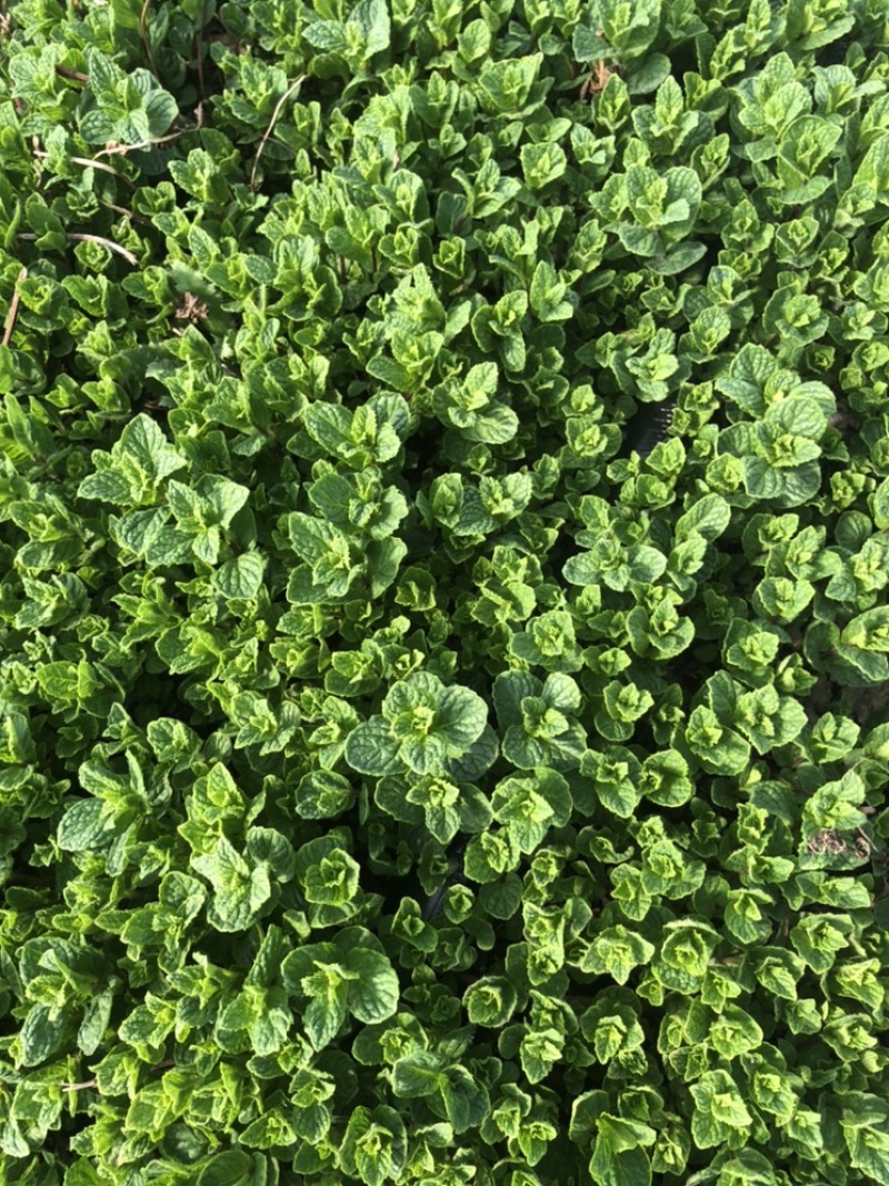 2025年基地直供罗勒叶，九层塔，欧芹，芝麻菜，薄荷叶