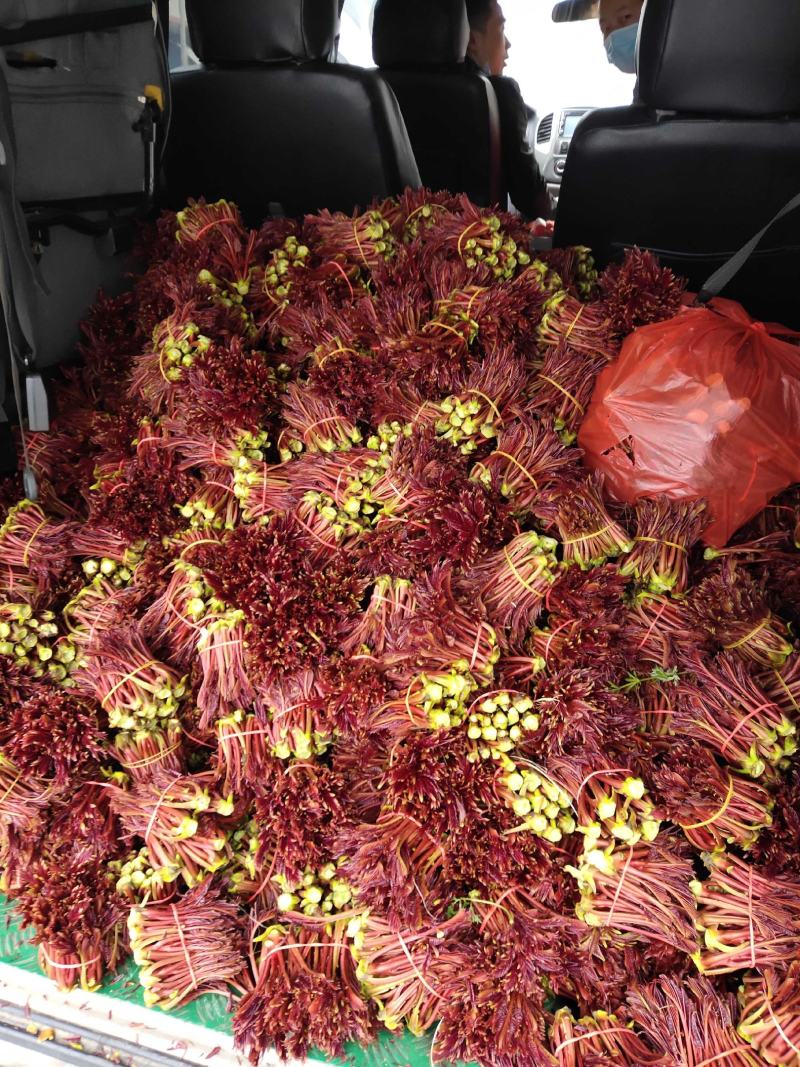 大竹香椿基地，香椿芽已少量上市产地直发质量保证全国发货