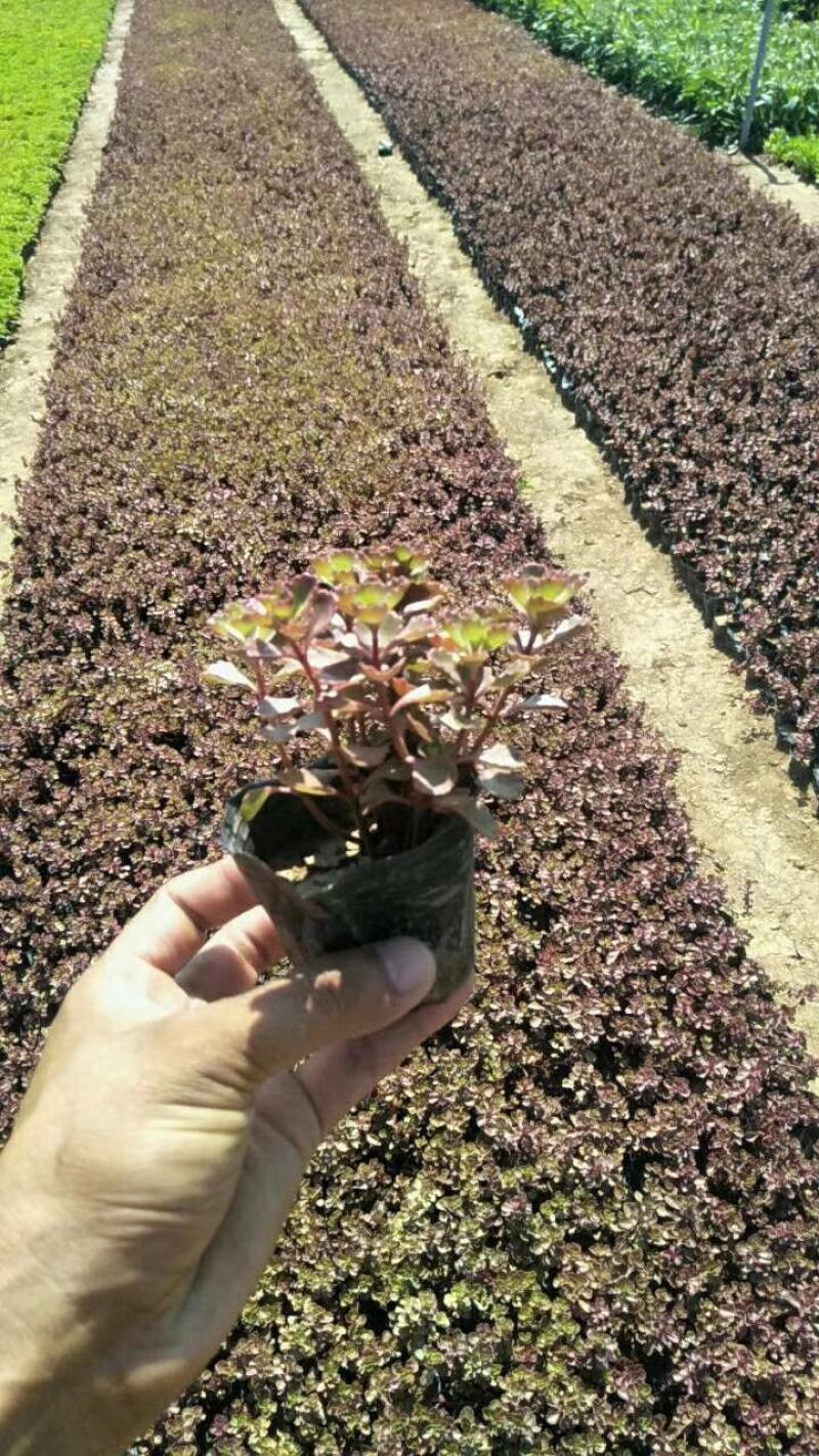 红景天，基地一手货源，常年销售各种绿化苗木