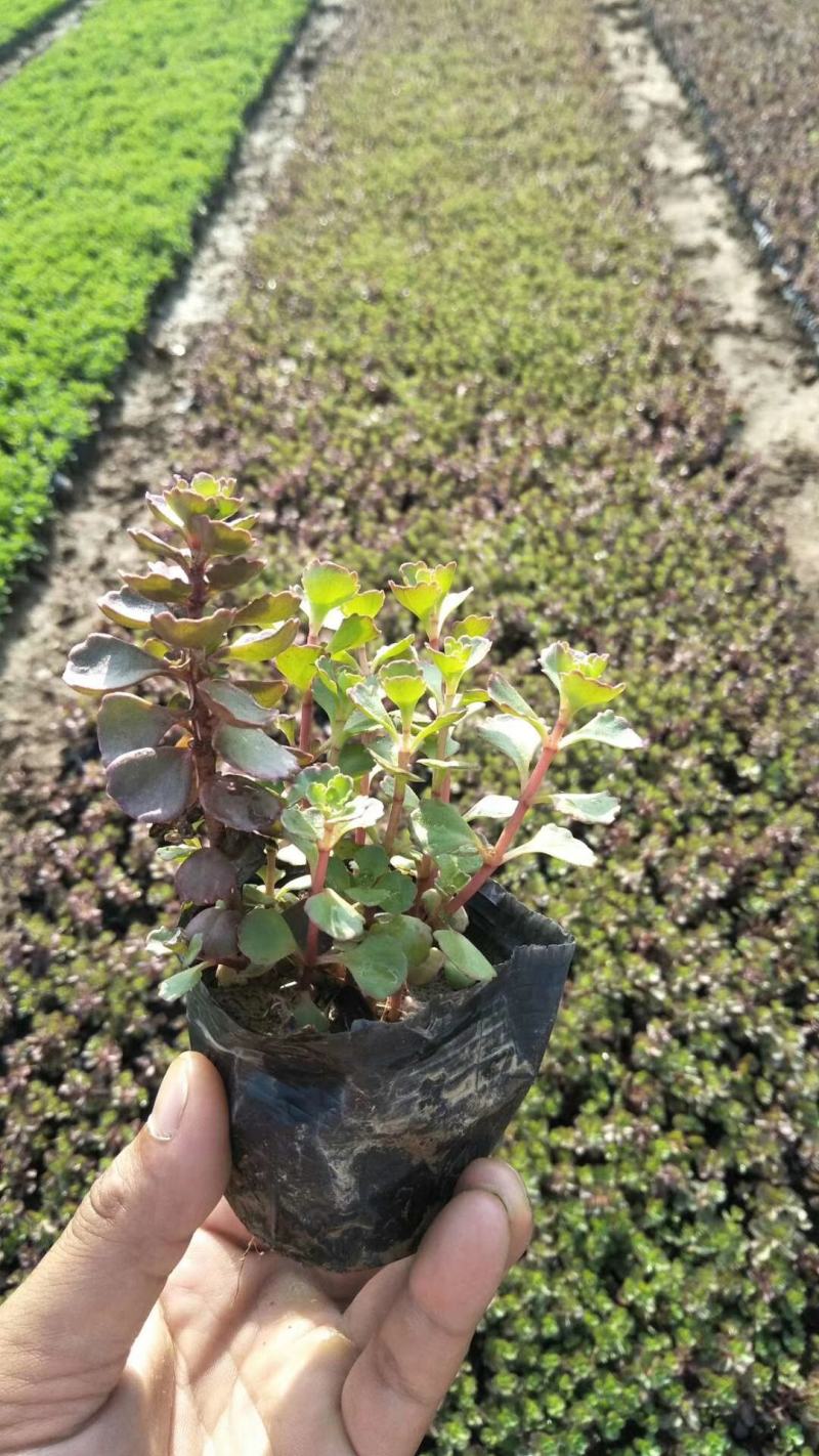 红景天，基地一手货源，常年销售各种绿化苗木