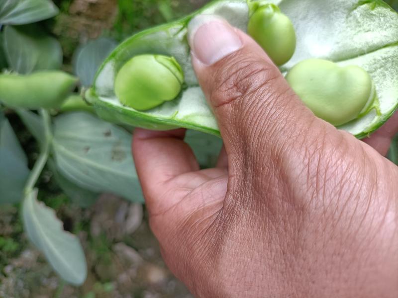 福建蚕豆上市了，三四粒，粒粒饱满，全国发货，需要的来联系