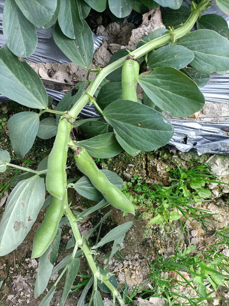 福建蚕豆上市了，三四粒，粒粒饱满，全国发货，需要的来联系