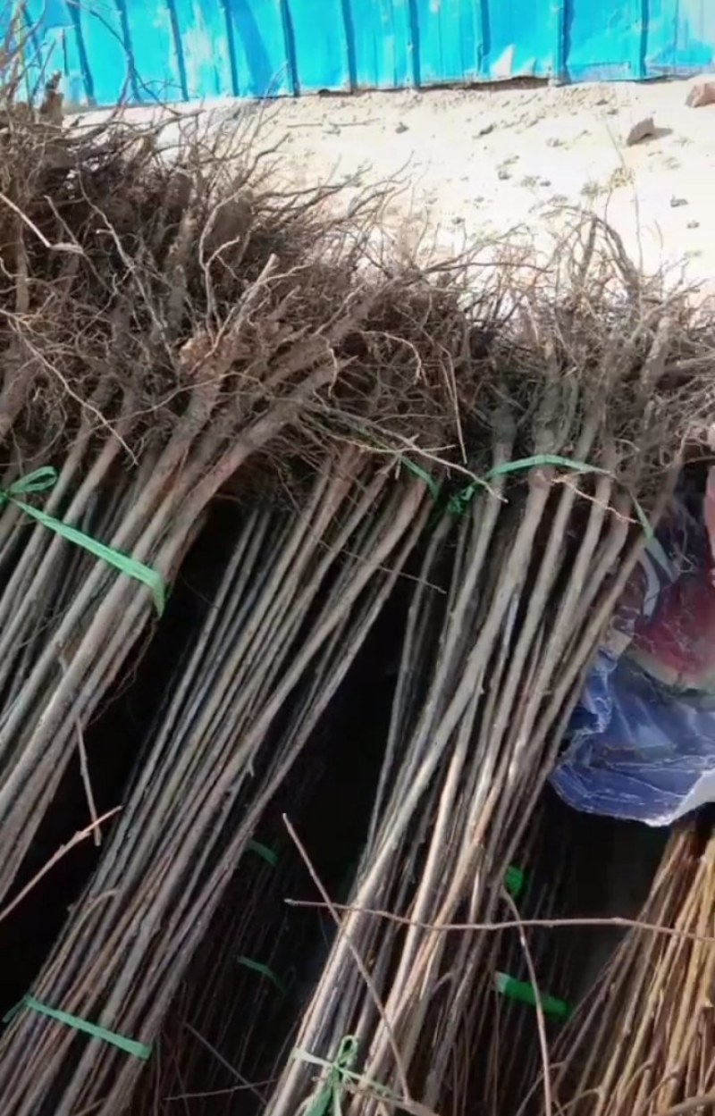 软枣苗，柿子原生苗，嫁接柿子的砧木