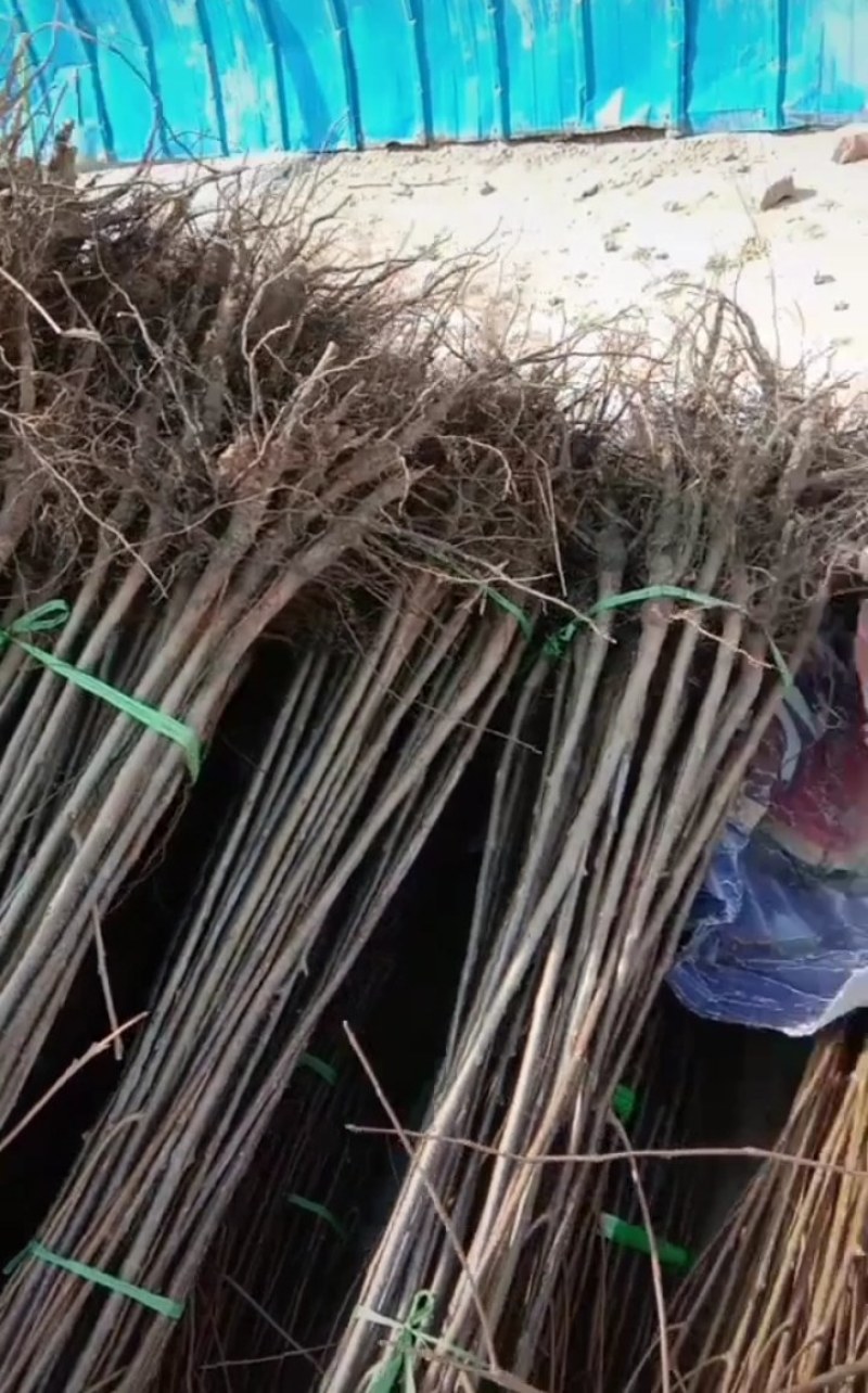 软枣苗，柿子原生苗，嫁接柿子的砧木
