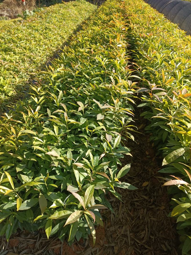 40公分起木荷杯苗，防火线专用造林杯苗苗