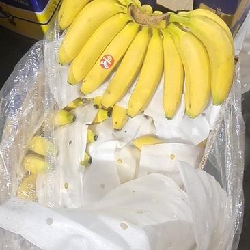 【香蕉】大量现货，规格齐全，常年供货，欢迎联系！