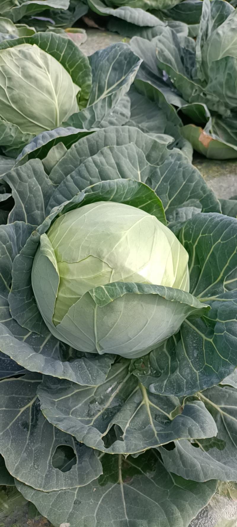 福建包菜甘蓝手撕包菜中甘甘蓝扁包圆包菜产地发货，一手货源