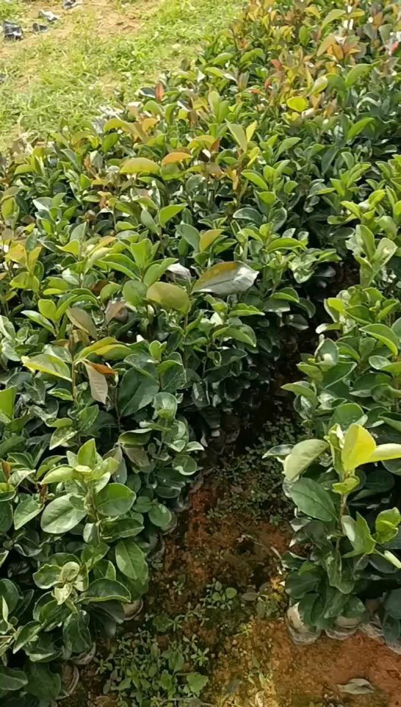 油茶杯苗营养袋茶籽苗实生油茶子树苗大量油茶杯苗25公分起