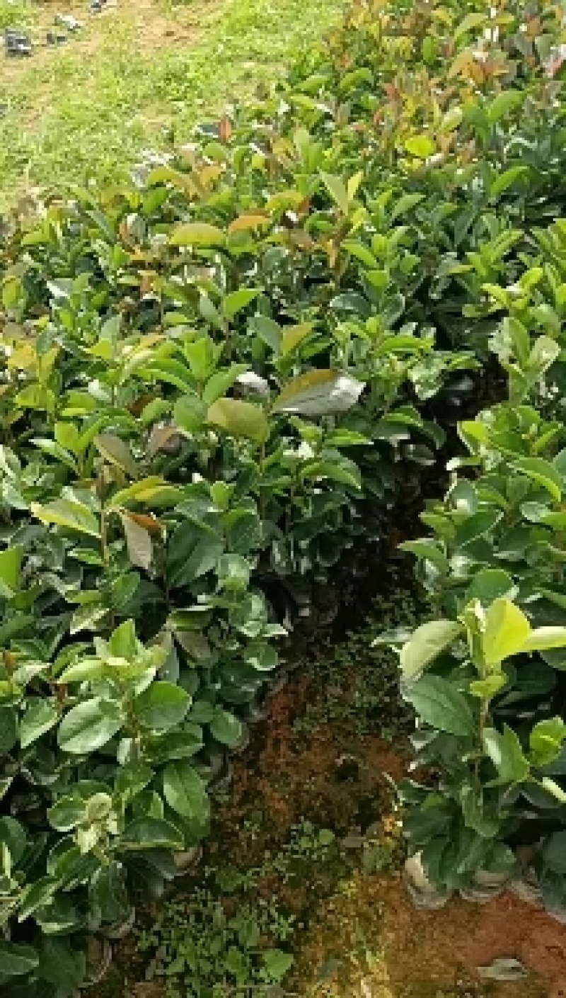 油茶杯苗营养袋茶籽苗实生油茶子树苗大量油茶杯苗25公分起