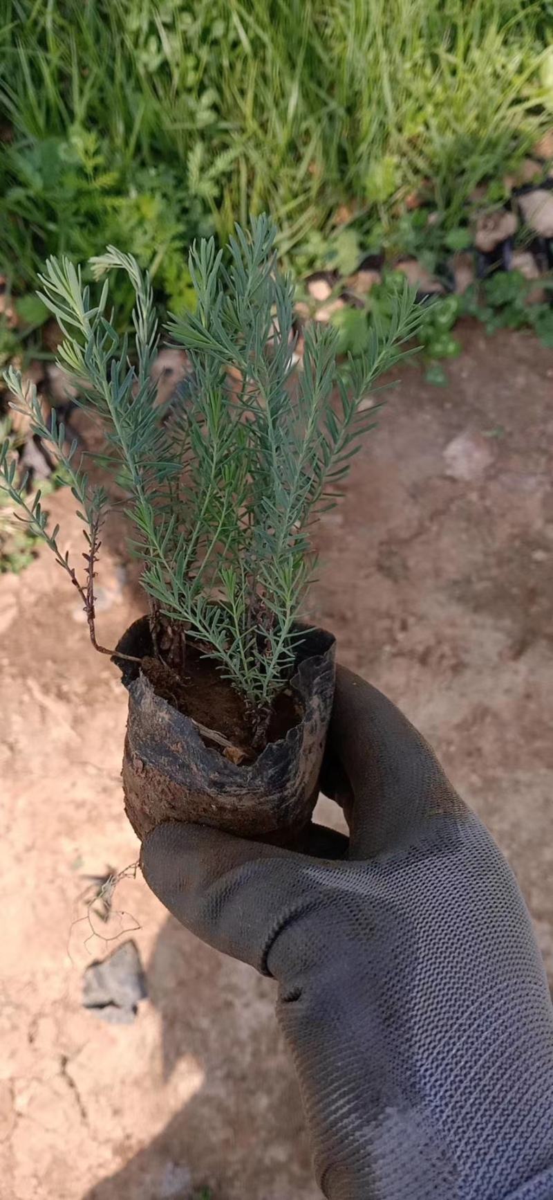 千叶蓍草，基地直销，蓍草，常年供应各种绿化苗木。