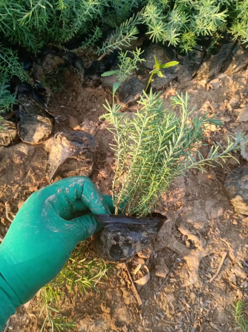 千叶蓍草，基地直销，蓍草，常年供应各种绿化苗木。