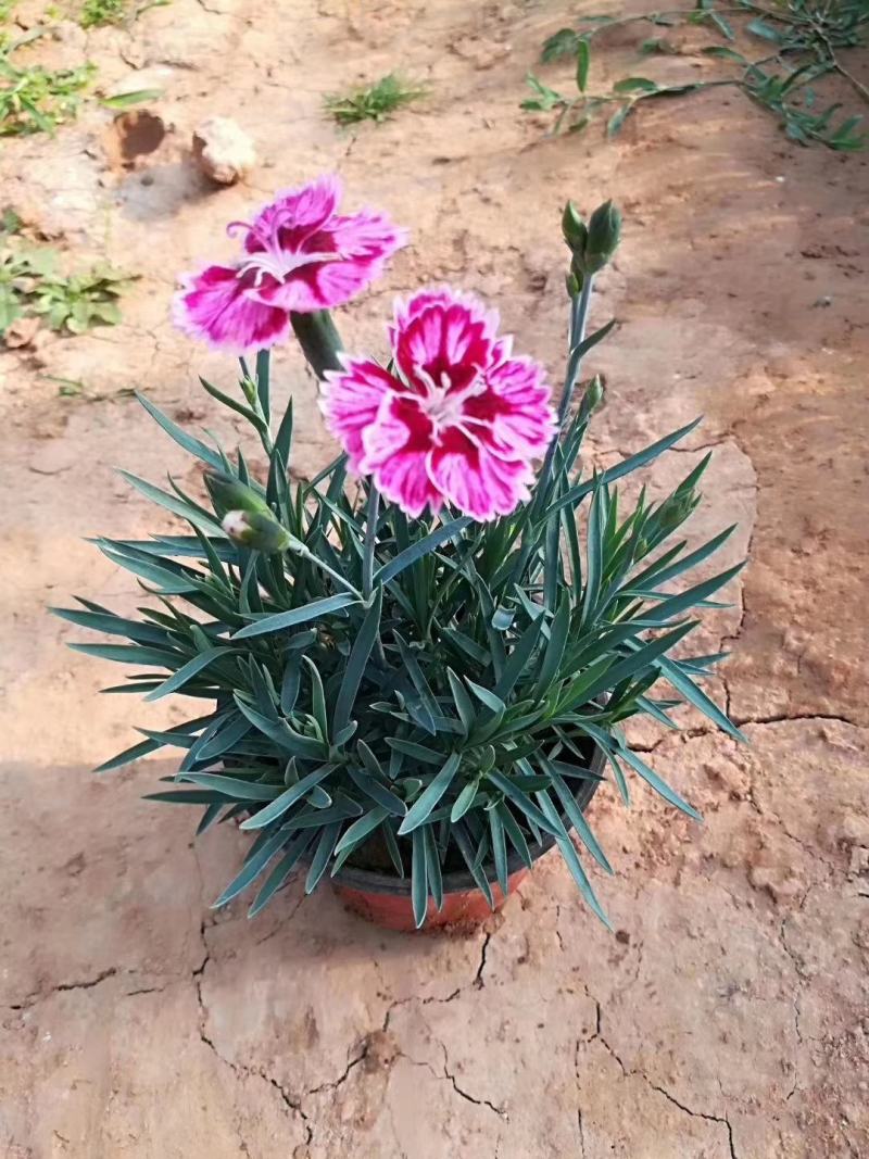 石竹彩虹石竹，五彩石竹，常夏石竹彩虹石竹美国石竹等