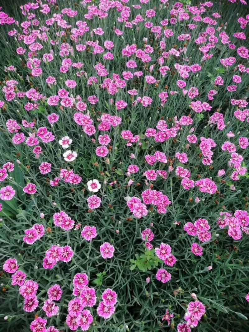 石竹彩虹石竹，五彩石竹，常夏石竹彩虹石竹美国石竹等