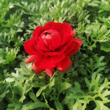 芹叶牡丹，花毛茛春季盆栽花卉花期长好管理