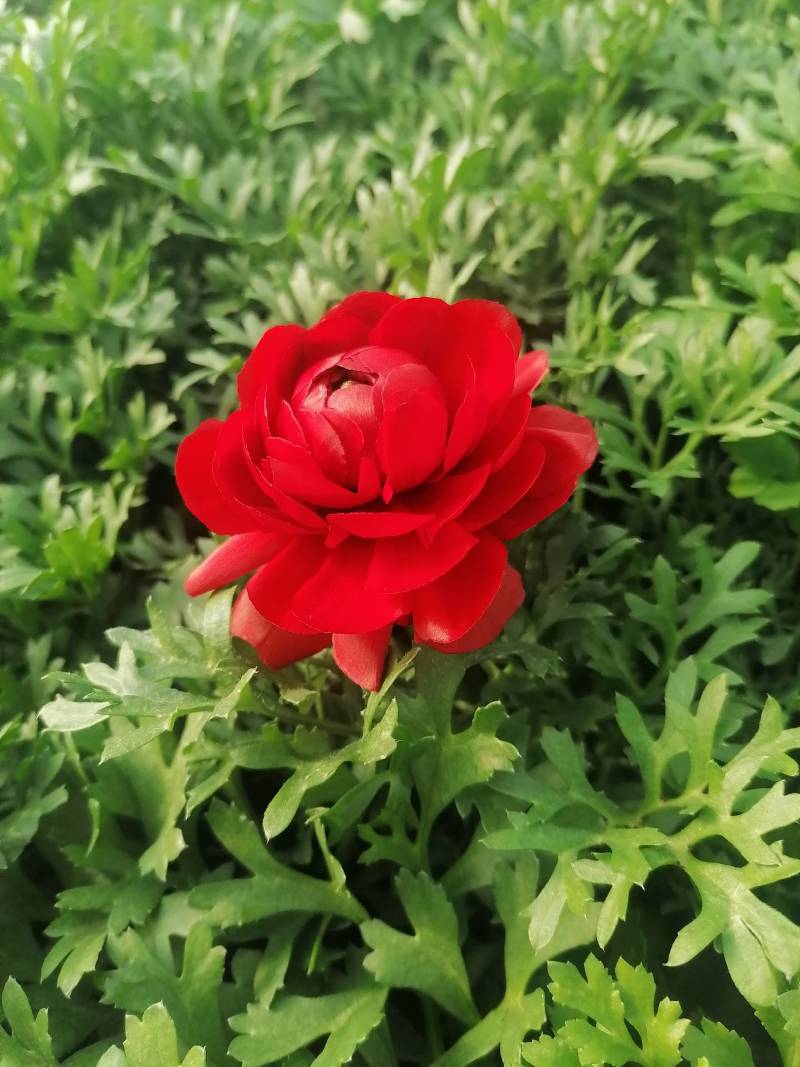 芹叶牡丹，花毛茛春季盆栽花卉花期长好管理