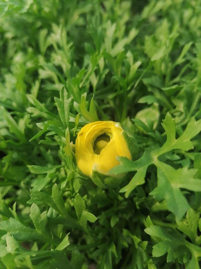 芹叶牡丹，花毛茛春季盆栽花卉花期长好管理